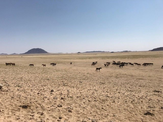 Wild Horses of the Namib - Namibia