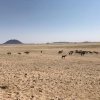 Wild Horses of the Namib - Namibia